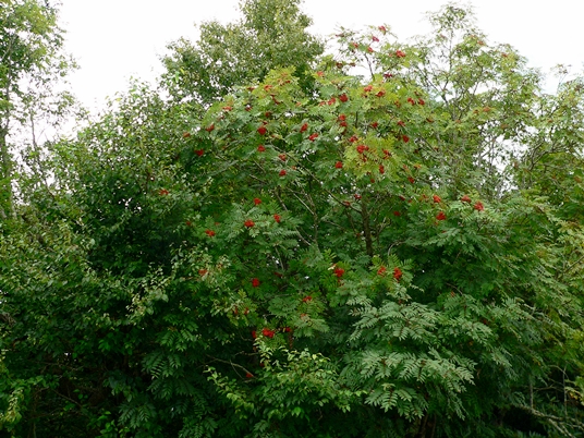 {Sorbus americana}
